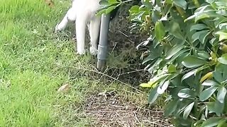 Fat Cat Trying to Fit in Small Bowl! 6