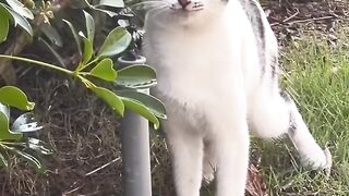 Cat Answering When Called! So Smart! 6
