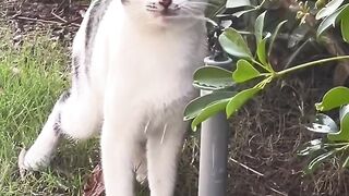 Cat Refuses to Walk on Leash! 😂 6