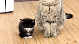 Cat Trying to Catch Fish on iPad! 6