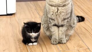 Cat Getting Brain Freeze from Ice Cream! 5