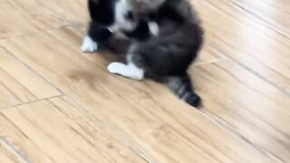 The Loudest Kitten in the World! 📢 6
