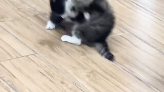 Cat Reacts to Owner's Singing! 5