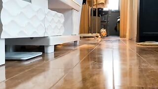 Cat Escaping from a Locked Room! Genius! 6