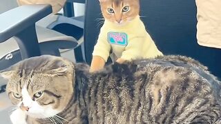 Cat Addicted to Olives! Weird Diet! 6