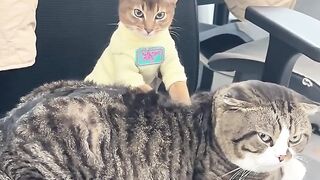 Cat Sliding on Hardwood Floor! 6