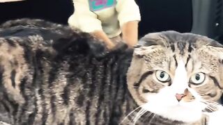 Cat Ringing a Bell for Treats! 6