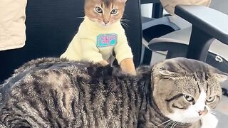 Cat Trying to Fit in a Tiny Shoe! 4