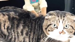 Cat Waking Up Confused! Where Am I? 5
