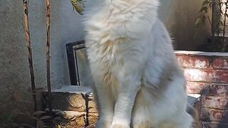 Cat Hissing at its Own Reflection! 5