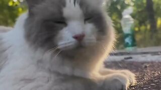 Cat Trying to Catch Snowflakes! ❄️ 11
