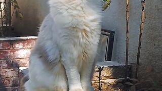 Cat Wearing a Cute Little Tie! Business Cat! 4
