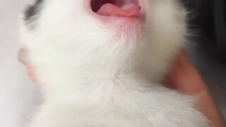 Cat Sneezing 5 Times in a Row! 5