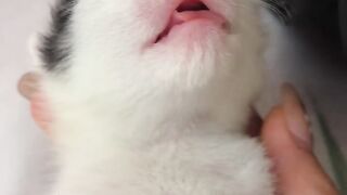 Cat Obsessed with a Cotton Swab! 5