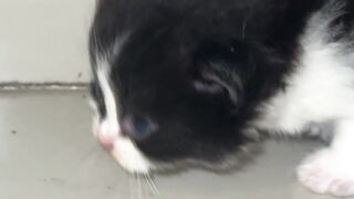 Kitten 20
