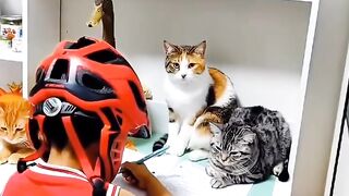 Cat Falling Asleep Sitting Up! 5