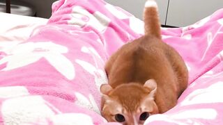 Cat Refusing to Give the Toy Back! 6