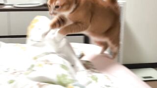 Cat Reacting to a Magic Trick! 🪄 5