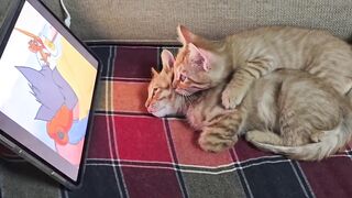 Cat Addicted to Belly Rubs! 5
