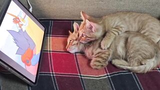 Fierce Cat Protects House from a Bug! 6