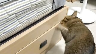 Cat Meets a Mirror for the First Time! 5