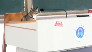 Cat Sneaks into the Fridge Again! 5