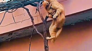 Kitten Falling Asleep in a Shoe! 🥺 5