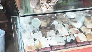 Cat Hates the New Vacuum Cleaner! 6
