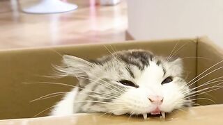 The Fluffiest Cat on the Internet! 6
