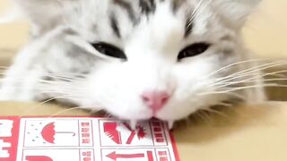 Cat Trying to Drink from a Water Bottle! 6