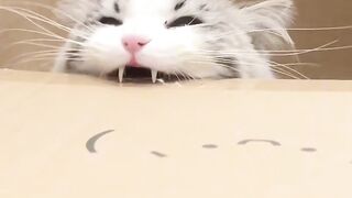 Cat Caught Stealing a Chicken Nugget! 6