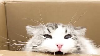 Cat Brings a Live Frog into the House! 6