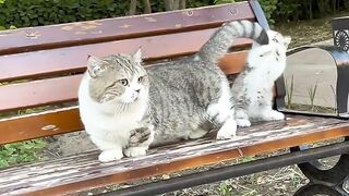 Kitten Tries to Intimidate a Big Dog! 6