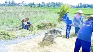 Smiles in the Paddy Field: A Joyful Rice Harvest