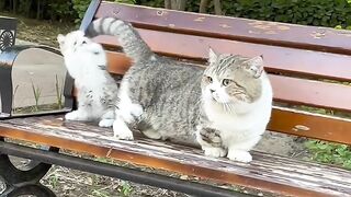 Cat Doing a Perfect Parkour Jump! 6
