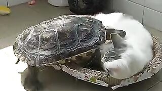 Cat Reacts to a Fake Snake! 😂 6