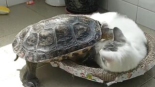 Cat Refuses to Take a Bath! 5
