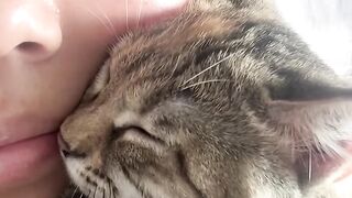 Cat Adopts a Stray Kitten! 3