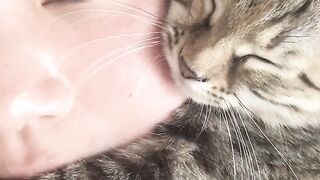 Cat Tries to Catch a Laser Pointer! 6