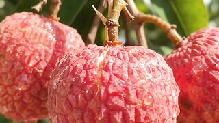 Lychee Life Cycle : Nature's Amazing Jurney 🌱