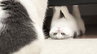 Cat Begging for Ice Cream! 🍦 6