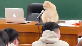 Cat Wakes up Confused! 6