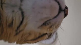 Cat Tries to Walk on Ice! 6