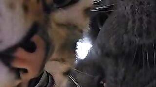 Cat Yelling at the Closed Door! 6