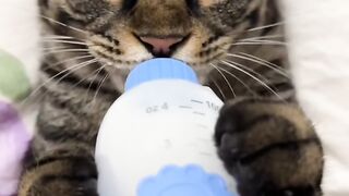 Cat Purring Like a V8 Engine! 6
