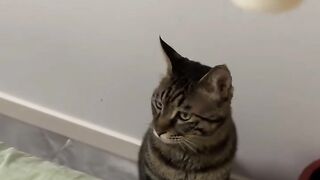 Cat Refuses to Walk on a Leash! 7