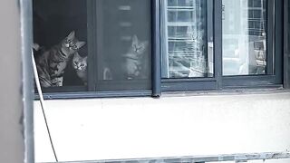 Cat Stealing Owner's Socks! 6