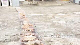 Cat Jumping over a High Gate! 6