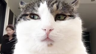 Cat Watching a Horror Movie! 6