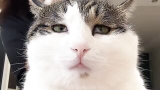 Cat Discovers the Ceiling Fan! 5